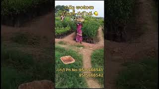 నిమ్మ అంటులు లోడింగ్నల్గొండ 🍋lemon plants farming agriculture shorts shortsfeed explore [upl. by Aiciles]