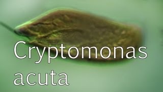 Cryptomonas acuta [upl. by Pellegrini]