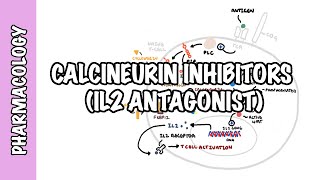 Calcineurin Inhibitors Tacrolimus and Cyclosporine IL2  Mechanism of action adverse effects [upl. by Akiria428]