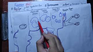 Neuronantomy Chapter 13 part 2Hypothalamusconnections of HypothalamusHypothalamus functionmbbs [upl. by Munt]