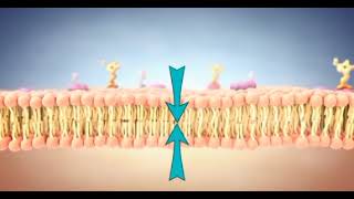 Cell Membrane Structure and Function [upl. by Osmen]