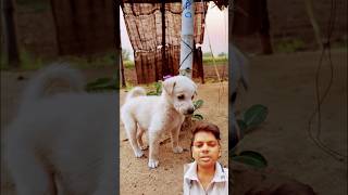 Dog Ho Gaya chori FIR kya hua 😜😝 shorts fun funny funpost dog funniestvideo trending comedy [upl. by Haneeja]