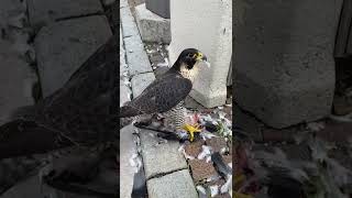 Un falco pellegrino preda un piccione in piazza a Belluno [upl. by Urbanna]