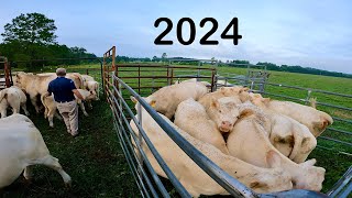 Working Charolais Cattle in 2024 [upl. by Assetan]