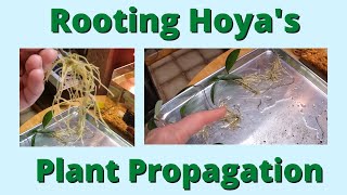 Propagating a Hoya pubicalyx splash plant [upl. by Aihseyn]