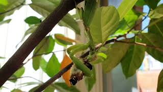 Praying mantis eating worm 🐛 on the tree  Insect Life TV 041 [upl. by Tse385]