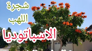 شجرة اللهب الاسباتوديا او التوليب الافريقي spathodea campanulata [upl. by Margette642]