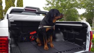 Rottweiler barks on command [upl. by Garnes]