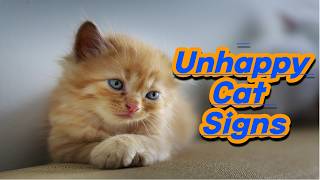 10 Unmistakable Signs Your Cat Is Unhappy  Cat Behavior Explained  Cat Facts [upl. by Hinkle862]