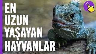 En uzun yaşayan hayvanlar  Hayvanlar alemi  İlginç bilgiler  Aklında olsun [upl. by Masha]