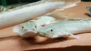 Bichir quotCuppingquot Breeding Behaviour [upl. by Toulon]