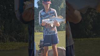 Little barramundi on the RT shad molixofficial fishing lure fishinglure fish barramundi [upl. by Ymac965]