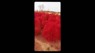 Kochia Scoparia Red burning bush [upl. by Zacarias]