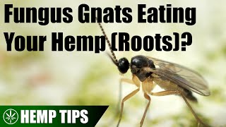 Dealing with Fungus Gnats in a Hemp Grow [upl. by Scrivings]