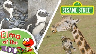 Sesame Street Learn About Animals with Elmo  Elmo at the Zoo Compilation [upl. by Serafine]