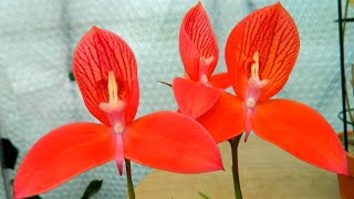 Disa uniflora Pride of Table Mountain  one of my top orchids [upl. by Enenaj814]