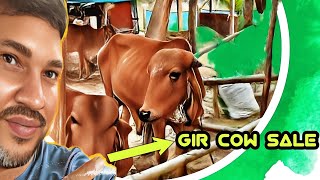 Low budget gir cow for sale  odisha dairy farm cow sale [upl. by Esidnac222]