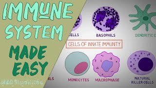 IMMUNE SYSTEM MADE EASY IMMUNOLOGY INNATE AND ADAPTIVE IMMUNITY SIMPLE ANIMATION [upl. by Delamare769]