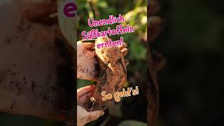 🌟 Unendlich Süßkartoffeln ernten 🥔 So gehts wildkräuter garten gartentipps kartoffel herbst [upl. by Anicul]