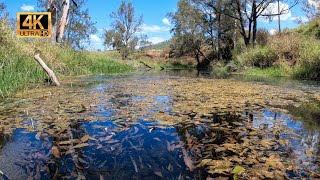 Thin Pondweed Potamogeton australiensis in Habitat [upl. by Adorne]