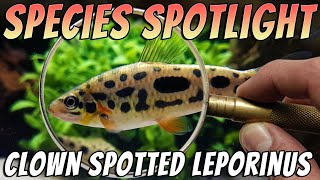 Clown Spotted Leporinus  Leporinus nijsseni  Freshwater Fish Room Tour Aquarium Profile [upl. by Euqinwahs242]