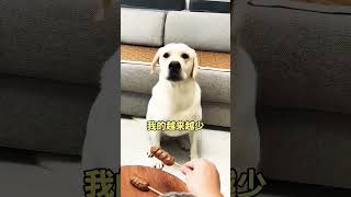 dog labrador funny doglover pets youtube viralvideo trend what cuteanimal [upl. by Terencio]