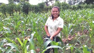 HECHANDO GRANULADO Y ABONO A LA MILPA  Yaki trabajando la Milpa 12 [upl. by Libbie]