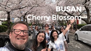 Best Spots for Cherry Blossom in Busan South Korea 🌸 🇰🇷 [upl. by Lamphere]