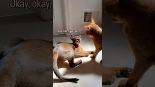 Is that a perfect sneak attak 😱 Abyssinian cats playing abyssinian funnycats fyp catlover [upl. by Litman637]