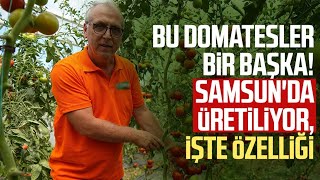 Bu domatesler bir başka Samsunda üretiliyor işte özelliği [upl. by Barra]