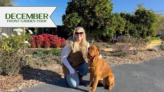 🌼 Winter Blooms and Evergreen Interest 🌳 December Front Garden Tour California Zone 9 [upl. by Zaid]