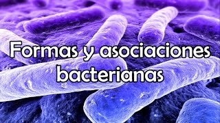 Formas y asociaciones bacterianas [upl. by Ahsyekal199]