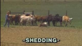 Herding III  Penning and Shedding [upl. by Ahsiea]