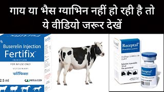 GnRHBuserelin Acetate injection गायभैंस बार बार हीट पर आ रही है तो क्य करे pashu upcharcattle [upl. by Nayve]