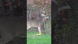 Hunting scrapes and rubs 🦌deer deerhunting [upl. by Brenan]