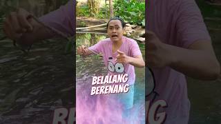 Belalang Berenang 🦗 [upl. by Erret]