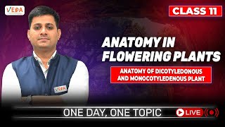 Anatomy of Dicotyledonous and Monocotyledenous Plant  class 11  Biology  One Day One Topic [upl. by Swiercz]