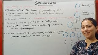 GAMETOGENESIS HUMAN REPRODUCTION CLASS 12 [upl. by Sanoy769]