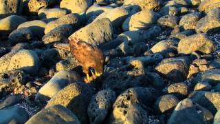 Galápagos Hawk Kills a Lava Heron [upl. by Sola]