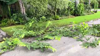 Pruning cassia nodosa tree [upl. by Hughett598]