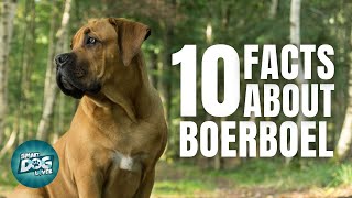 10 Facts About the Boerboel  Dogs 101  Boerboel [upl. by Wendy]