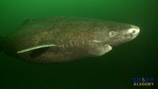 Greenland Sharks  SHARK ACADEMY [upl. by Relyks]