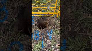 Quality LevelA Potholing to expose underground water pipes [upl. by Leizahaj]