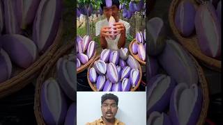 Purpule brinjal banana 💜 cultivation fruit fruitcrops fruitcultivation cultivationking 🙄🤔👍 [upl. by Ehctav]