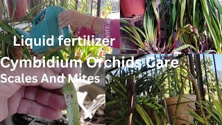 Cymbidium Orchids Update  सुनाखरी फुल Grow amp Care Tips  Watering Fertilizing  Leaf Problems [upl. by Cianca86]