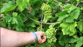 How to Grow Backyard Grapes [upl. by Cotterell]