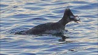 Red breasted Merganser catches a Sculpin [upl. by Kei550]