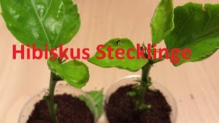 Hibiskus und andere Pflanzen durch Stecklinge vermehren [upl. by Gordon]