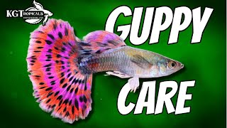 Guppy Fish Care 10 Things You Should Know About Guppies Great Beginner Fish [upl. by Ahsit]