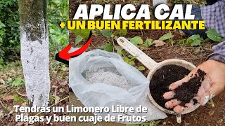 Encalado del tallo  Fertilizante Para tener un Limonero Libre de Hongos y un Buen Cuaje de Frutos [upl. by Dewitt]